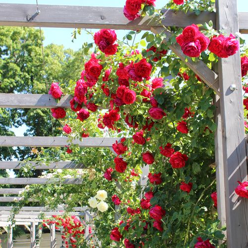 Vörös - Csokros virágú - magastörzsű rózsafa- csüngő koronaforma